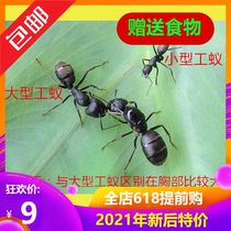Little Mo Ant Museum pet ant) Bow-backed ant ant Japanese bow-backed ant Shin Hou Workshop Ant