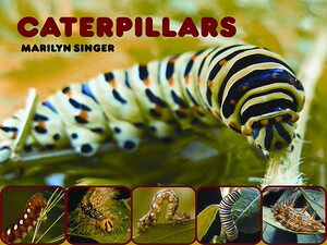 【预售】Caterpillars