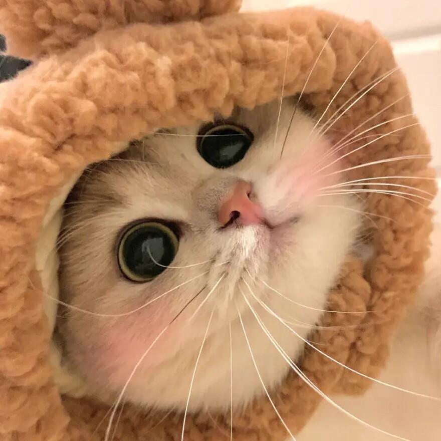 可爱の时光