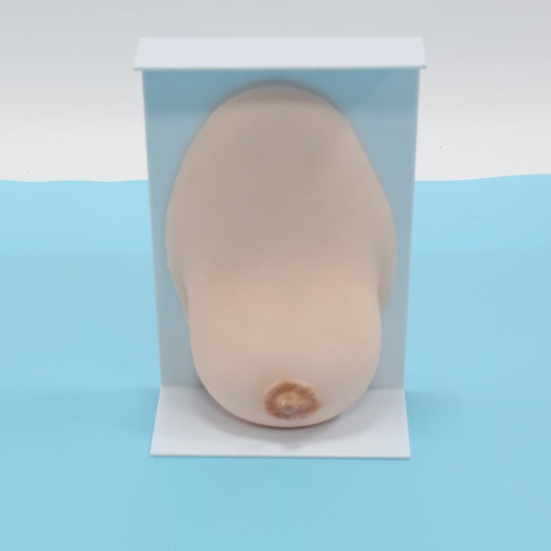女性乳房保健模型乳房模型  上海现货