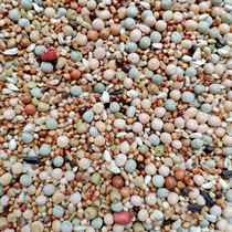 One-Pin Hung A-class corn pigeon grain pigeon food pigeon fodder 50 pounds Jiangsu Zhejiang and Shanghai Anhui