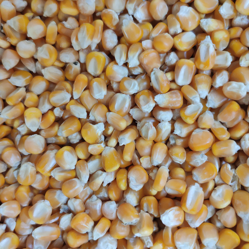 Class A pigeon food corn kernel pigeon feed letter ornamental pigeon pigeon grain chicken duck goose fish bait bird food 50 pounds