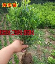 Small leaf yellow poplar seedlings melon seeds yellow poplar seedlings Millennium short courtyard seedlings Four Seasons evergreen seedlings small leaf tree seedlings