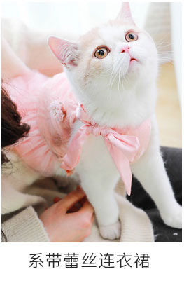 Quần áo Kitty Anh ngắn đẹp vải ngắn thậm chí màu cam mèo mèo cưng mèo ấm bốn chân dễ thương quần áo mùa thu và mùa đông - Quần áo & phụ kiện thú cưng nón cho chó