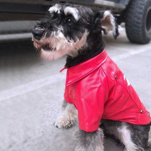 Щенка осенью и зима, Teddy Cornybi Boolo Dog Bulok Burmens Bel Mei Xuenari домашние животные