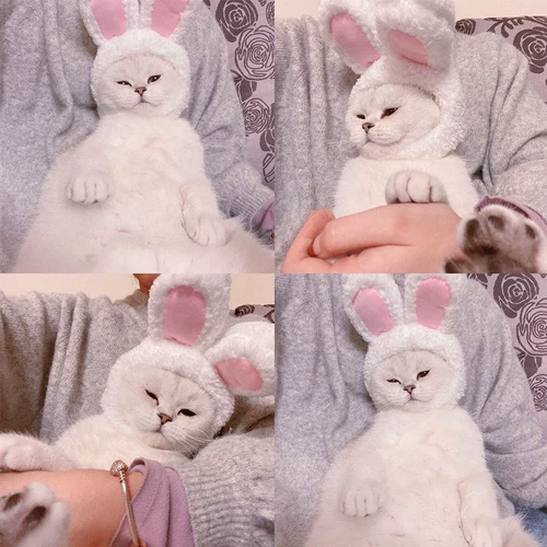 Кролик, аксессуар для волос, шлем, милая шапка, домашний питомец, кот, наряжаться, котенок