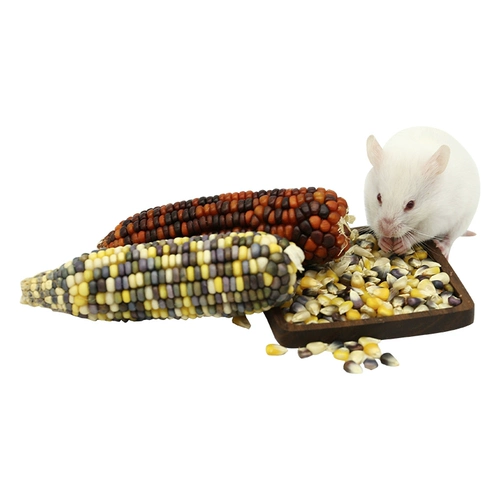 Прорезыватель для правильного прикуса, кролик, кукурузные зерна, 8-10см