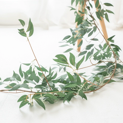 Моделирование зеленых листьев виноградных виноградных виноградных виноград