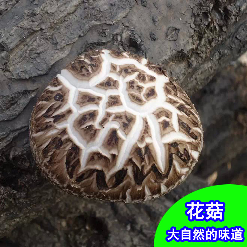 Farm Special Class Dry Goods Yao Mountain Flower Mushrooms Deep Mountain Linden Maple Maple Trees Wild Mushrooms Mushrooms Winter Mushrooms Guangxi Lunar New Year