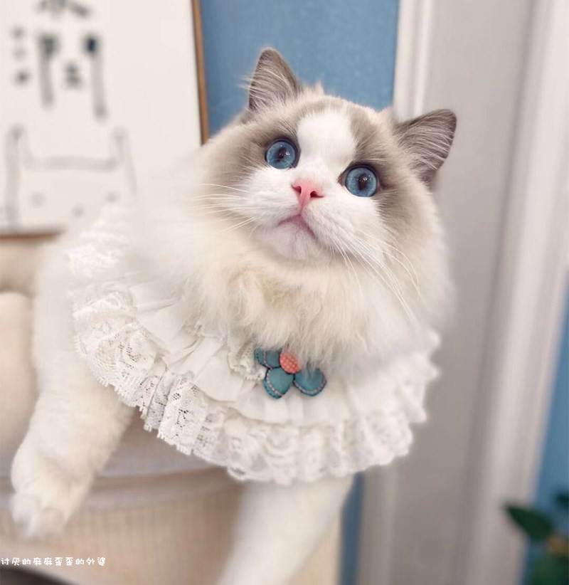 Hand-made cat dog lace mouth lace towel puff necklace necklace necklace bell butterfly bow mouth