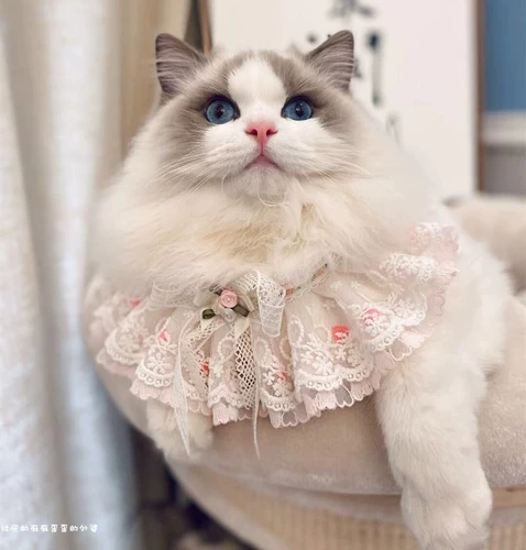 Шарф, аксессуар, чокер, колокольчик с бантиком, кружевная галстук-бабочка, слюнявчик, нагрудник, ожерелье, кот, домашний питомец