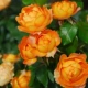 1m 5 - 1m 7 High/Honey Caramel