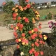 1m5 - 1m7 высокая/виноградная радуга