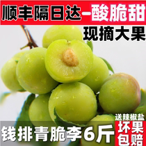 Li Zi Fresh to be found in Guangdong When Ji March Li Sanhua Li pregnant woman with sour and crisp fruit 5 catty of Shunfeng