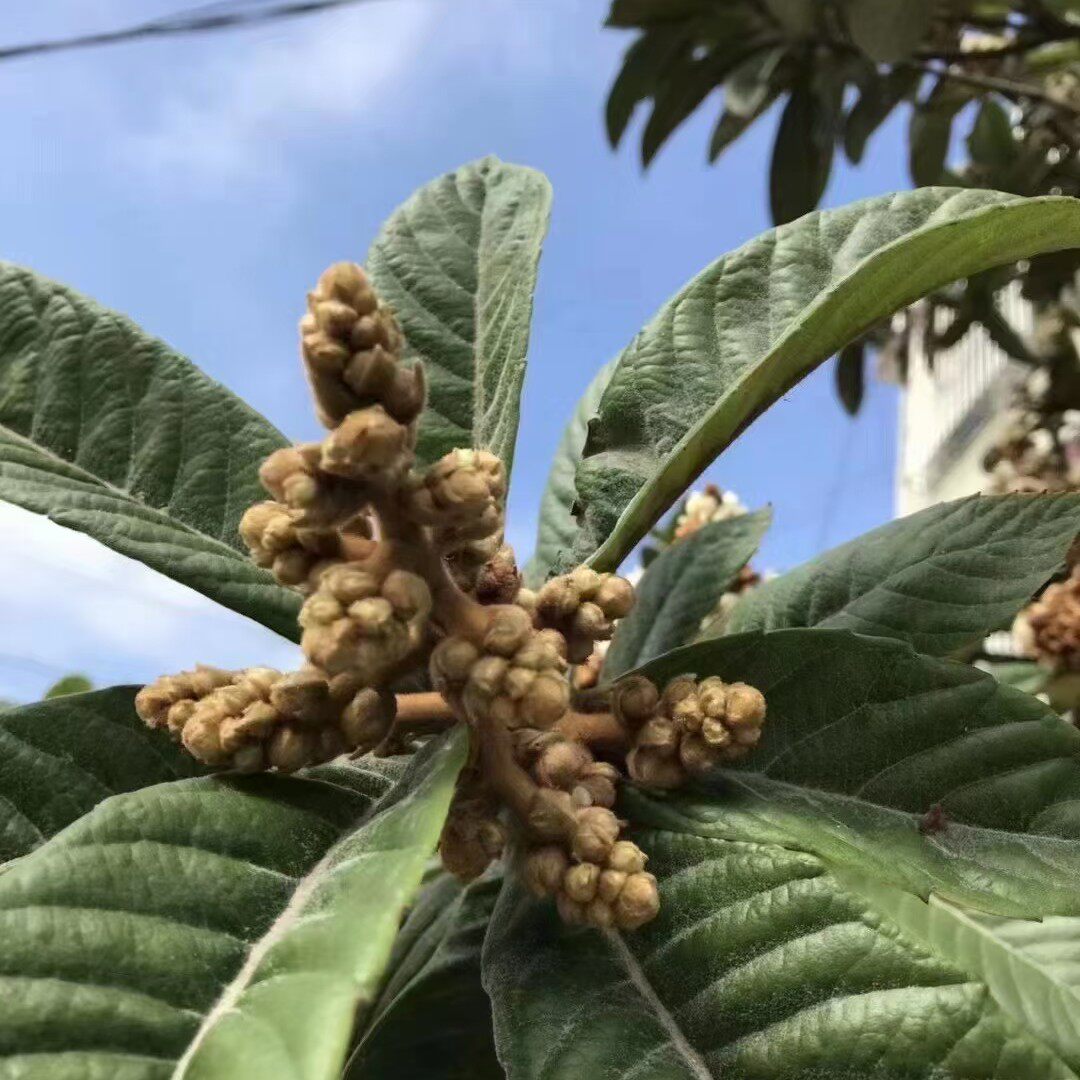 2022 new goods with bud loquat flower dry goods Chinese herbal medicine soup stew soup one 250g take three servings