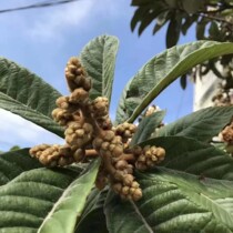 2022 New goods Belt Lei Loquat Flowers Dry Goods Chinese Herbal Medicine Saucepan Soup Stew Stock a 250 gr beats for 3