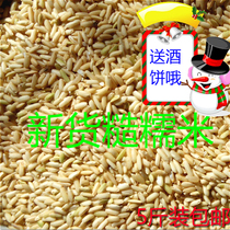 New cargo rough glutinous rice Late rice Winter rice Long grain glutinous rice Cantonese Meizhou Hakka Terrome Wine of the Glutinous Rice Wine rice 500g