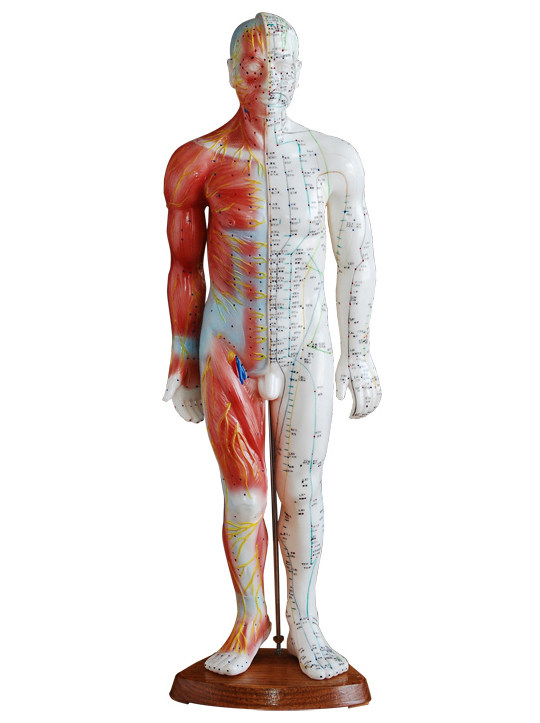 中医用男性针灸模型 55CM(带肌肉解剖)教学经络穴位模拟人假人