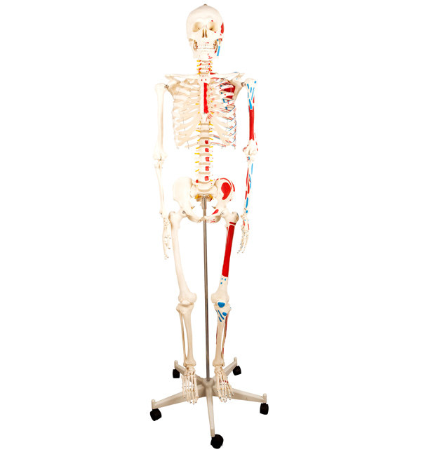 人体骨骼附半边肌肉着色标本模型解剖模拟人170cm/85cm假人