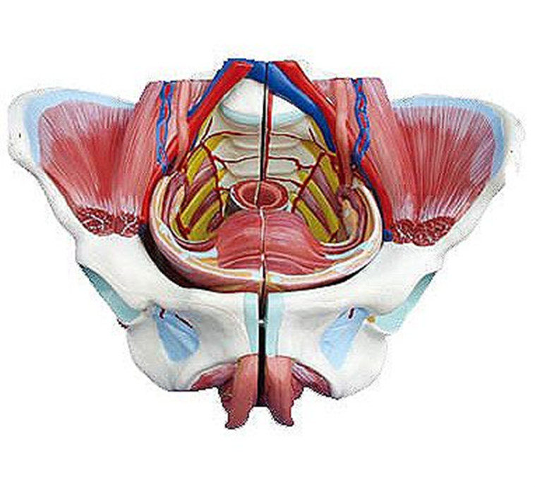 高级女性骨盆附生殖器与血管神经模型人体解剖医学标本