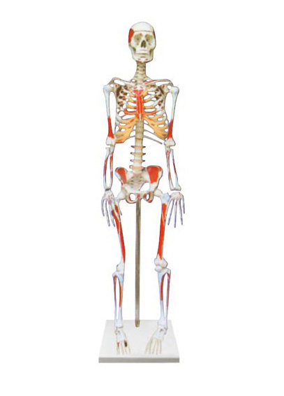 人体骨骼附肌肉起止点着色标本模型解剖模拟人170cm85cm假人