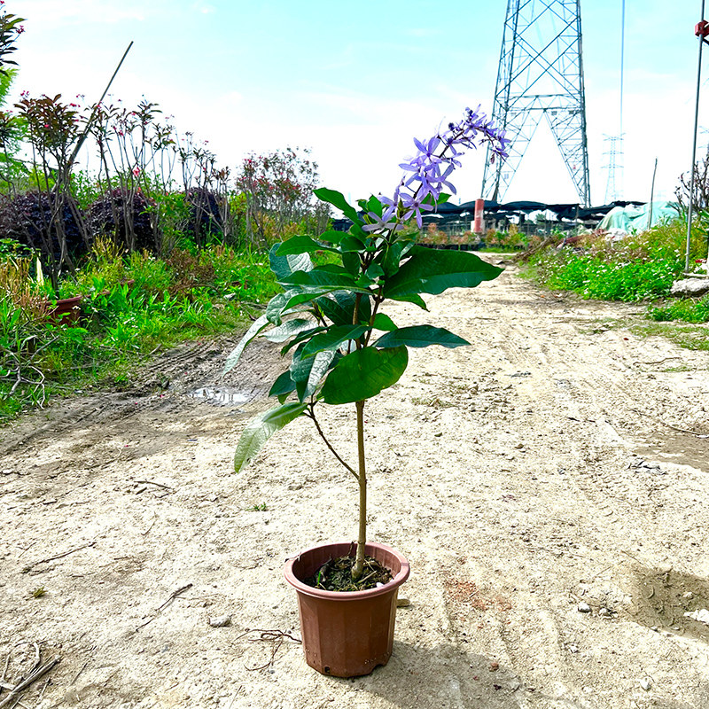 许愿藤泰国大叶蓝花藤：打造梦幻花墙的阳台神草？