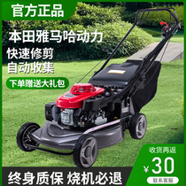 Бензиновая косилка Honda Yamaha 4-х такт-толкание косилки Grass Mower Orchard