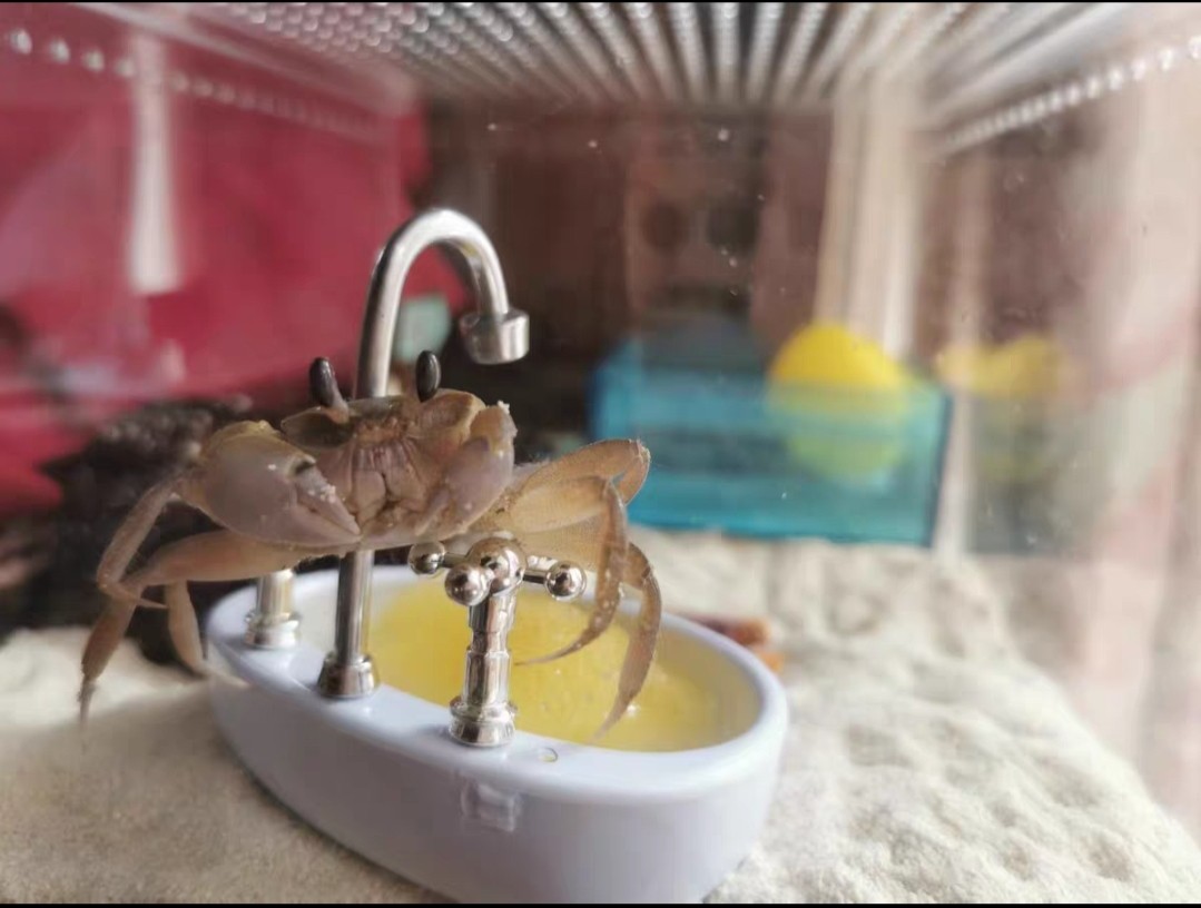 养宠物蟹必备指南：如何选择情侣蟹、招潮蟹、沙蟹等冷水观赏蟹？