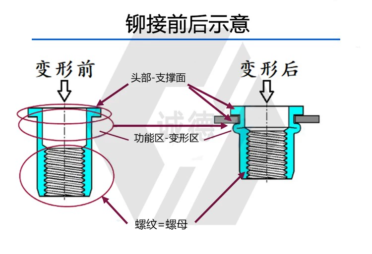 Thép không gỉ 304 đầu phẳng kín miệng không thấm nước lỗ mù đinh tán đai ốc loại mở rộng đinh tán gb/t17880.1