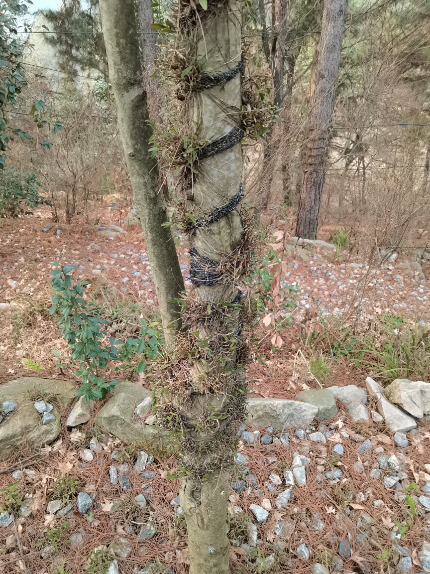 大别山药材多