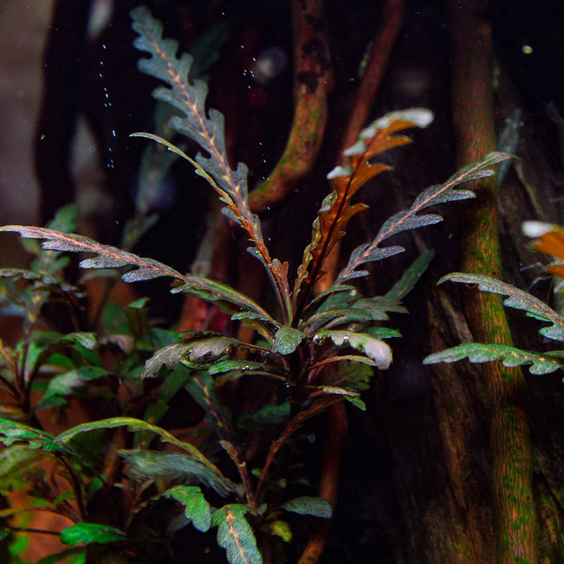 Pepper Grass Foreground Grass Middle Landscape Grass Real Water Grass Aquarium Fish Tank Decoration Live Water Grass Landscaping Tianhu Sunflower Water Banyan Cow Hair