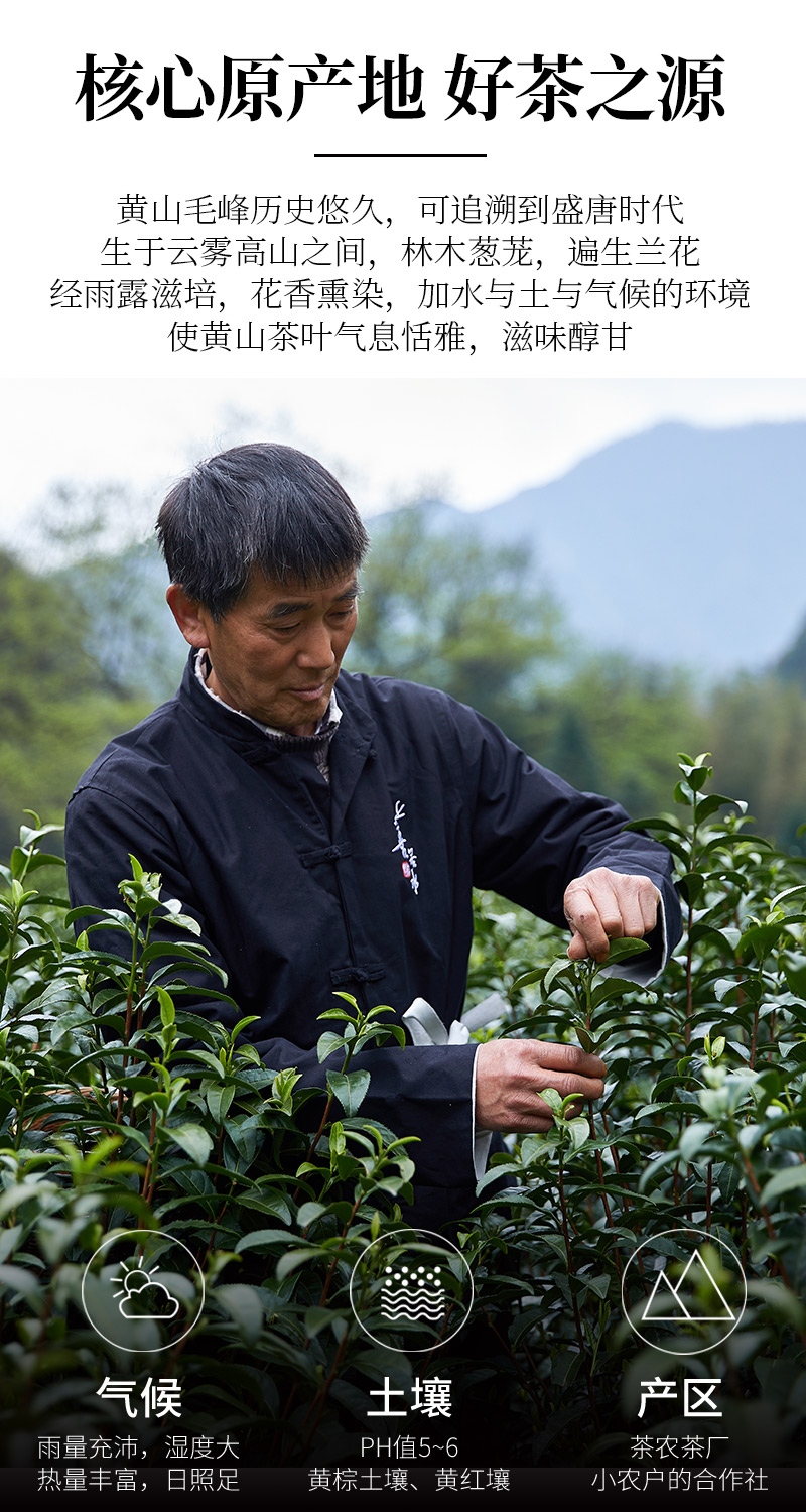 祁野 19新茶 黄山毛峰 120g 图2