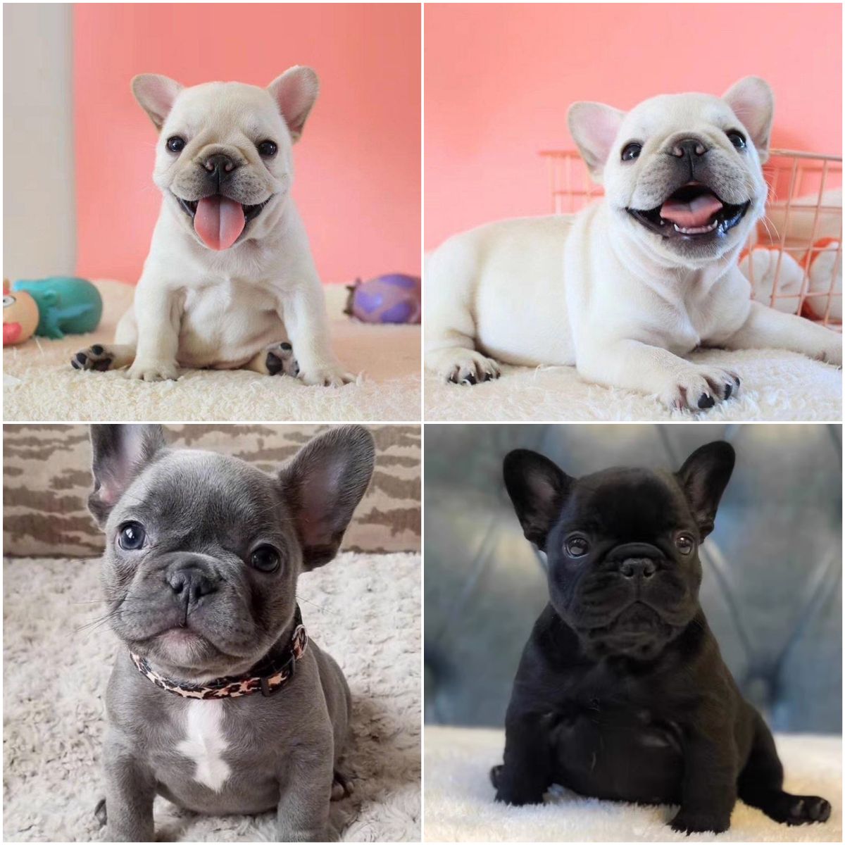 Farou Puppies Pure Breed French Bulldog Dog Cub Live Blue Cow Black Cow Cream Fou Mini Pet Dog Real Dog-Taobao