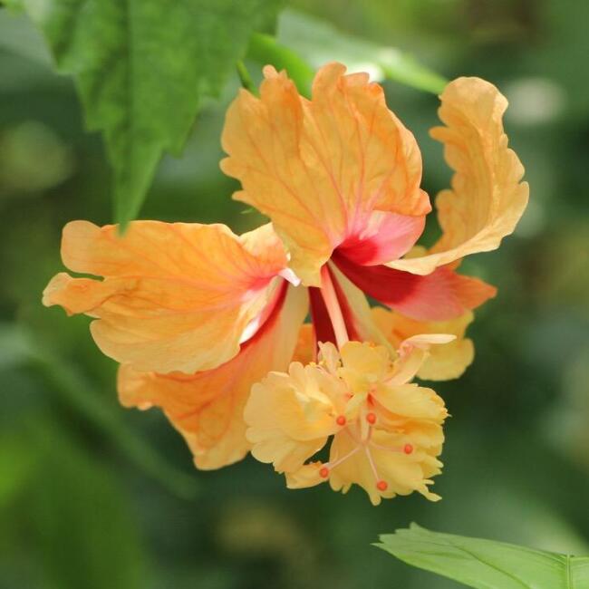 Garden flowers double-petaled hibiscus seedlings planted in the south and north to plant potted ground garden landscape flowers and trees saplings