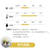 Милый эльфийский шар, стеклянный микропейзаж, воздушный ананас, горшечное растение для дома, офиса, креативный подарок, горшечное растение