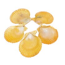 Scallop Shell Gold Polo Blue Wave Propagation Shells Fish Tank Decoration Building Scenery Natural Color Shells Sea Snail Fine Water Ethnic Group