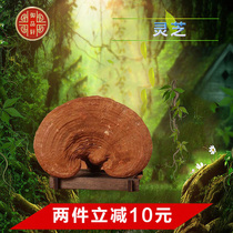 (Yu Pinxuan) Changbai Mountain Ganoderma lucidum semi-wild Ganoderma lucidum has a handle 250g