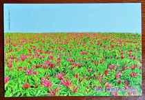 Beautiful countryside flower fields flowers 80 cents postage postcard