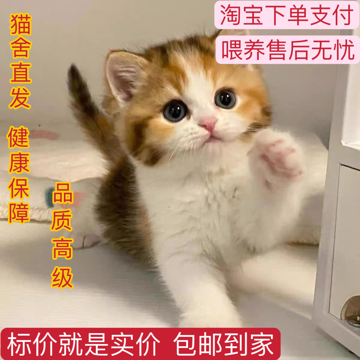 家养中华田园猫幼猫：抓老鼠小能手，橘猫白猫黑猫全都有！-猫隧道-淘宝