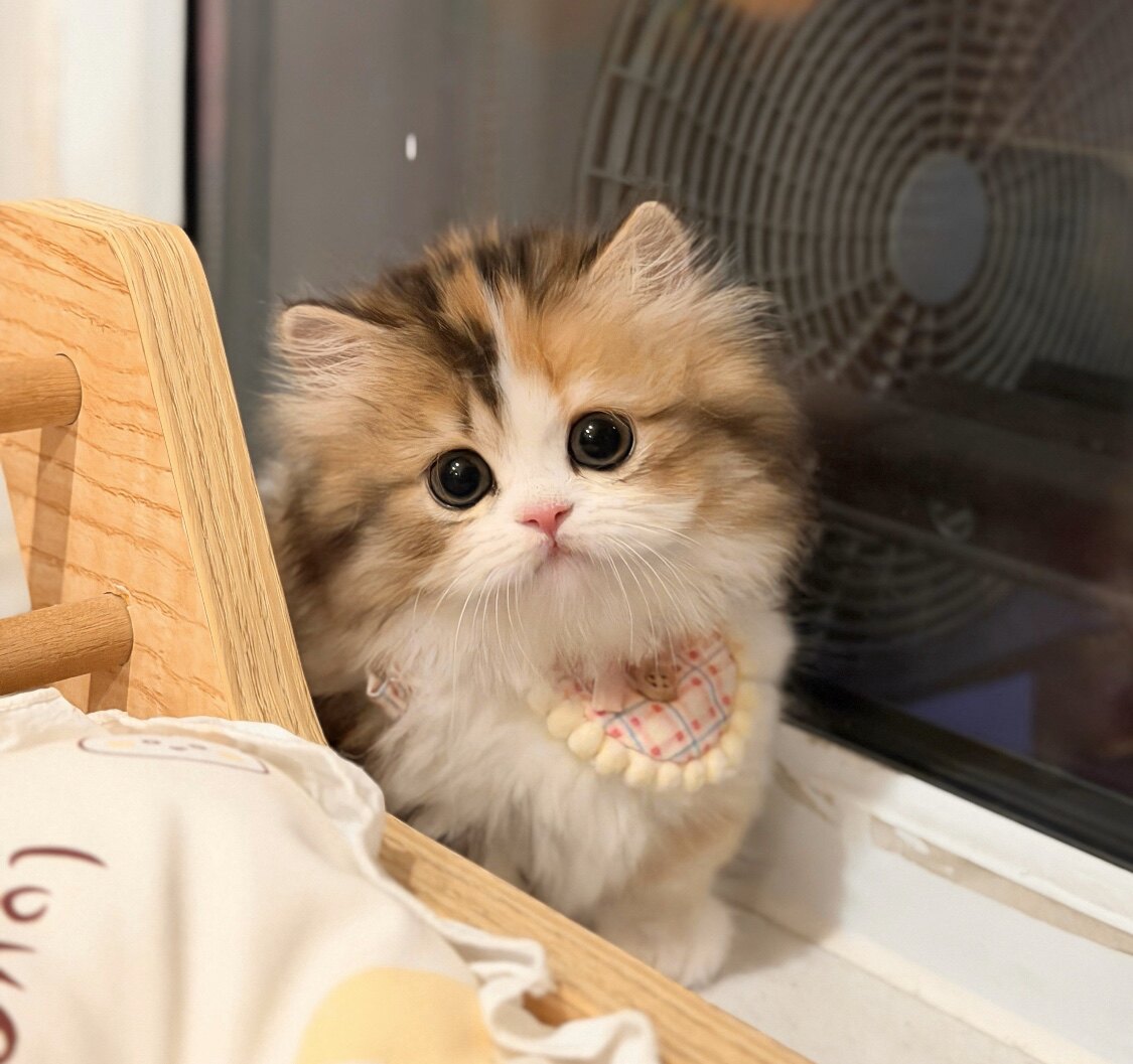 心水猫舍的LOGO