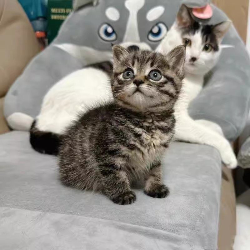 中华田园猫网红猫小橘猫纯土猫本地猫白猫三花猫便宜小幼猫捕鼠猫：你