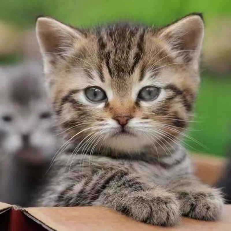 狸花猫橘白猫中华田园猫：萌化你的心，成为你的专属小可爱！-猫隧道