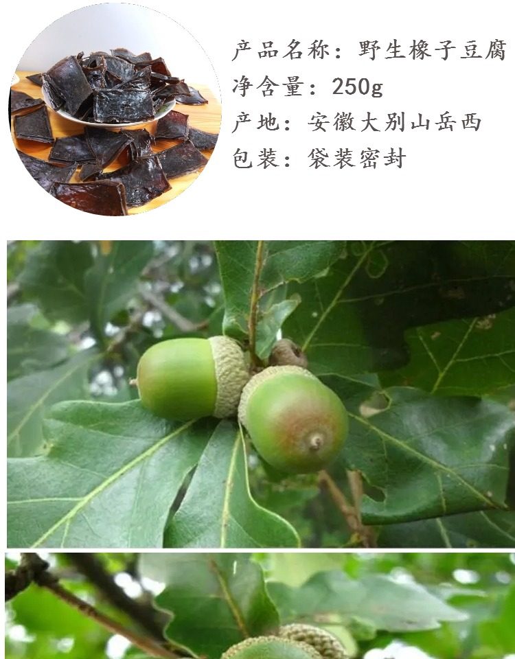 橡栗树,橡果树,橡栗_大山谷图库