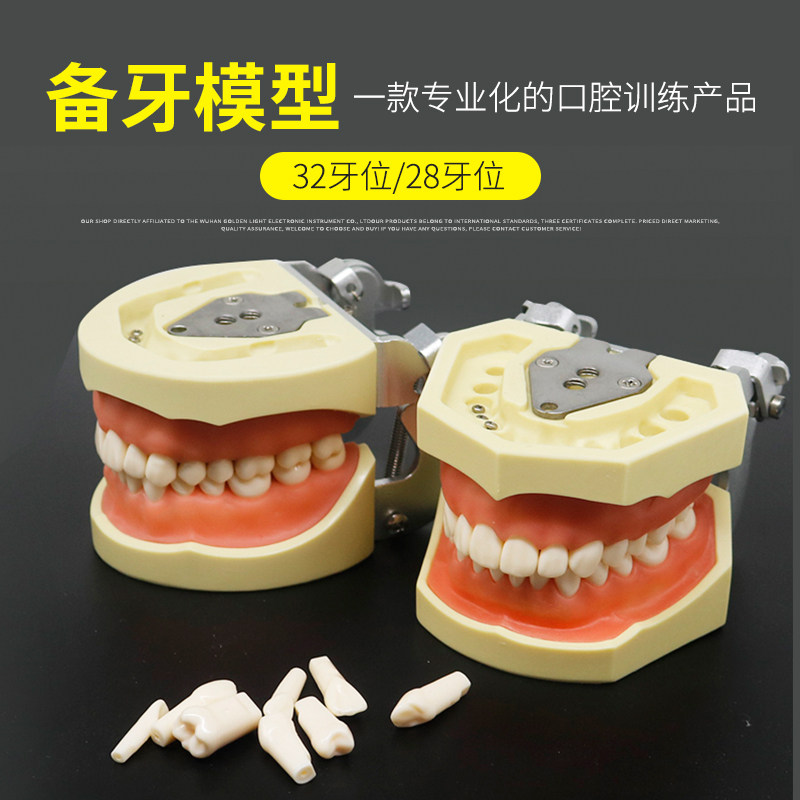 备牙模型牙科练习仿真树脂牙粒离体牙口腔技能考试仿头模口腔模型