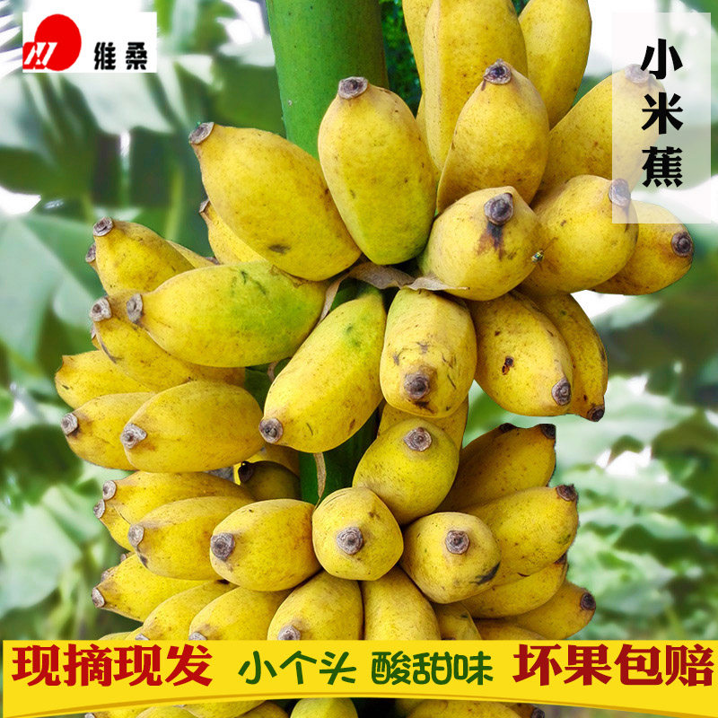 Millet Banana Banana Fresh Millet Banana Net Heavy 9 Catty Banana small banana Banana Green Banana