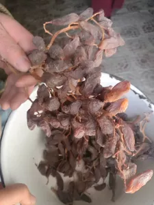 Бутик Синьцзян Hongxiangfei аромат изюма и розы 500G с крупными частицами, высушенный на воздухе, специальность