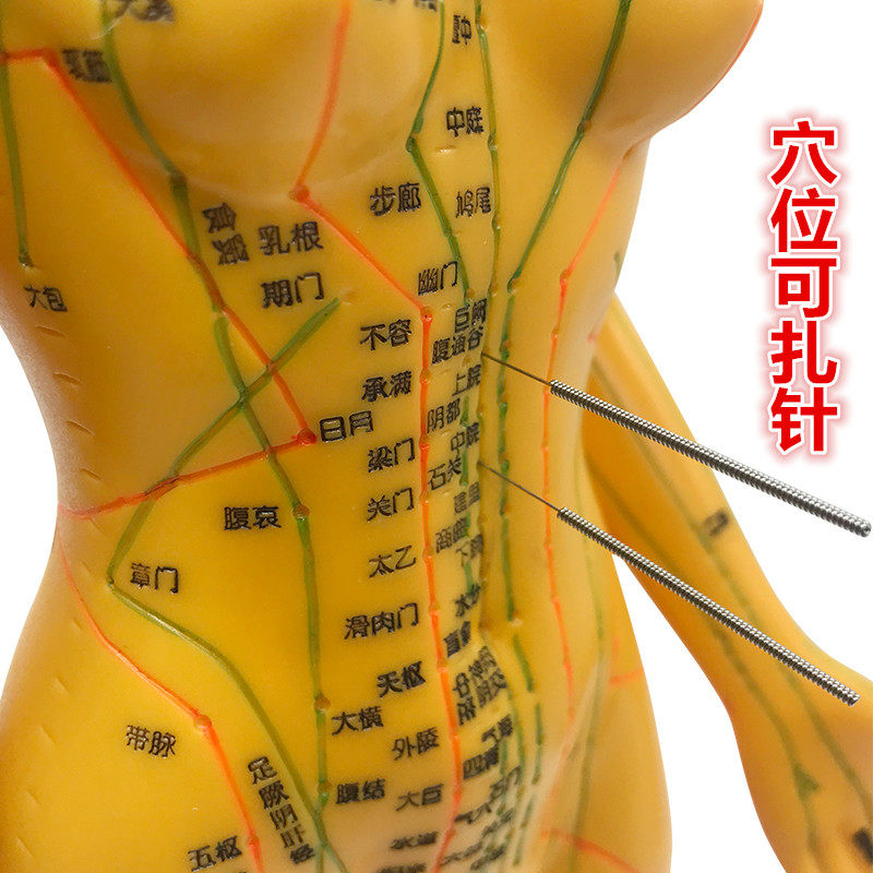 Acupuncture Acupoint Human body model Acupuncture-moxibustion for medical teaching Bronze men and women Systemic Meridians Model Practicing Needle for Men and Women in Acupuncture Acupoints