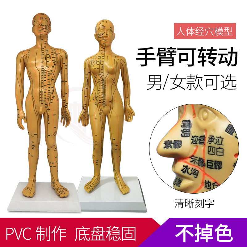 Clear Lettering TCM Acupuncture-Moxibustion Human Meridian Acupoint Model Bronze man teaching male and female small man model ear model feet