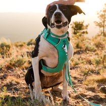 Rafwell Florant Dog Chest Strap Strap Vest Dog ruffwear Traction Rope Vest Pet Supplies