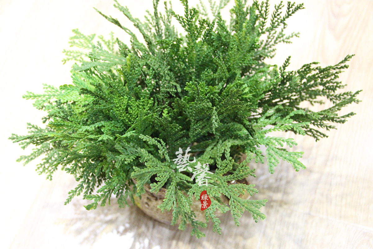 一种叶子像柏树的草,像松柏树叶子的草,像柏树叶的小草叫什么_大山谷图库